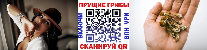 Купить  Вятские Поляны  Псилоцибиновые грибы GOLDEN TEACHER 